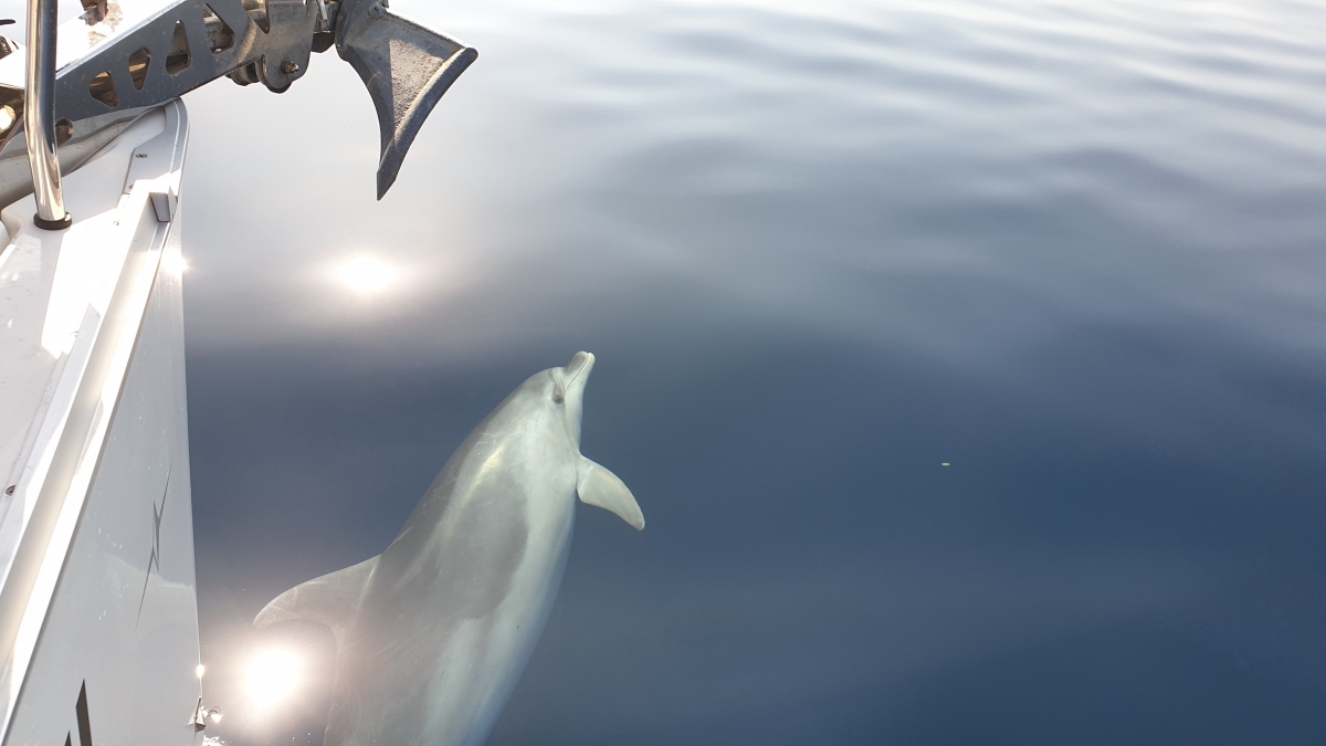 SeeFrauen_Blog_Delfin.jpg